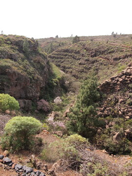 Barranco de la Mesa (San Miguel de Abona, Tenerife, Canary Islands, Spain)
