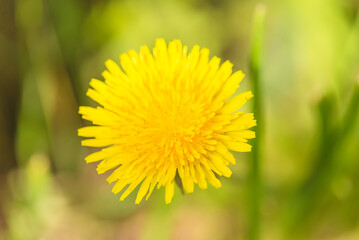 Close up for yellow dandelion or taraxacum