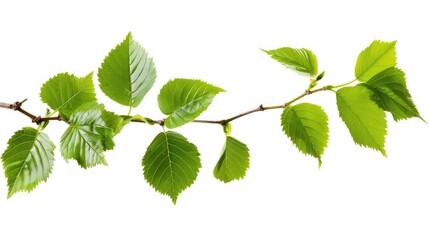 Fototapeta na wymiar Concept of fresh green leaves on branch. Cut out.