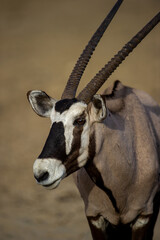 Gemsbok (Oryx gazella) Kgalagadi Transfrontier Park, South Africa
