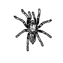 Sketch of a spider image with a transparent background