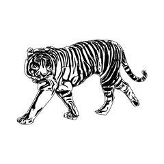 Tiger sketch with transparent background