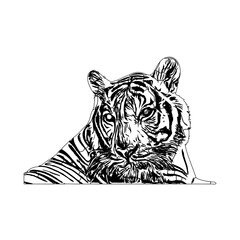 Tiger sketch with transparent background