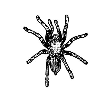 Sketch of a spider image with a transparent background