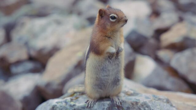 Close up of a little striped chipmunk standing on a rock. Slow motion. 