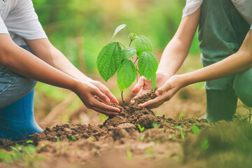 Two people are planting a tree together