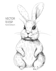 Cute bunny drawing. Easter rabbit, hare, bunny illustration in black and white. Vector detailed drawing. Cute hare