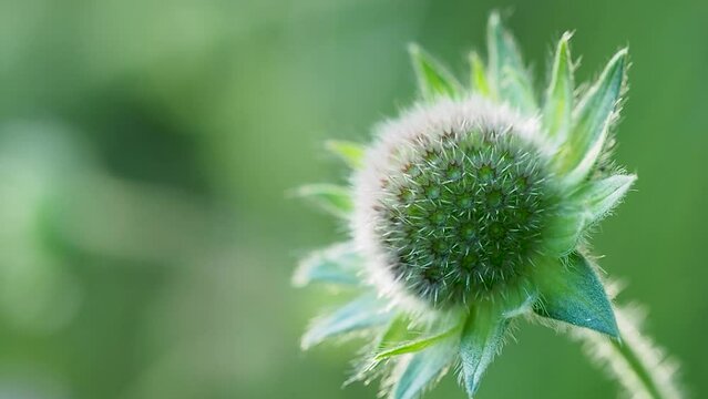Field scabious bud, macro, shallow depth of field