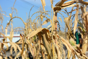 Late summer and early autumn, harvest time. Dry yellow, golden corn trunks with heads of corn growing in a home garden.