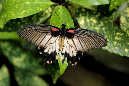 Un papillon aux ailes grandes ouvertes