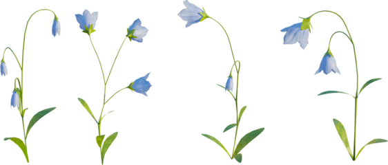 Bellflower 4k png cutout