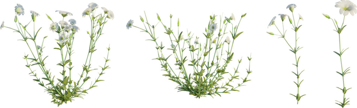 Cerastium arvense 4k png cutout