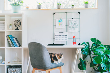 Cat pet sitting on the chair in modern cozy light workplace - bookcase, white desk with closed laptop, grid mood board with notes and green monstera plant at work space in home office room interior.