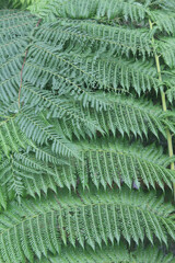fern leaves in sunlight