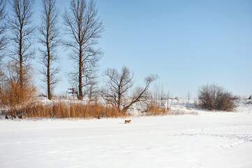 Horizontal photo of red dog of the Akita Inu breed walking on nature at winter. Landscape with dog