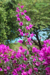 Obraz premium Bougenville pink flowers in the garden