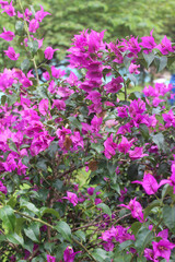 Bougenville pink flowers in the garden