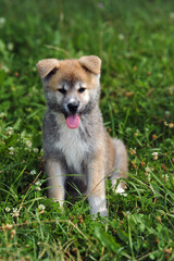 Adorable akita inu puppy sitting on the grass and smiling outdoor in summer. Fluffy akita inu small dog