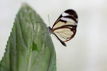 Un papillon d'une grande finesse posé sur la feuille