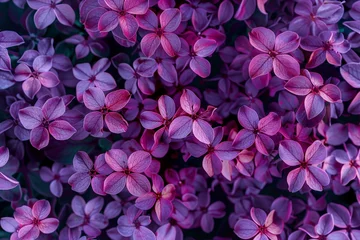 Schilderijen op glas Purple hydrangea flowers in full bloom creating a beautiful natural pattern for botanical backgrounds or floral designs © Breezze