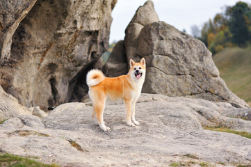 Horizontal shot of smiling akita inu dog standing outdoor on the rocks. Happy dog outdoors in autumn