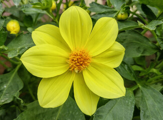 Yellow dahlia flower in the summer