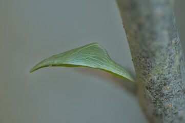 Orange tip butterfly chrysalis