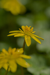 Lesser celandine flower