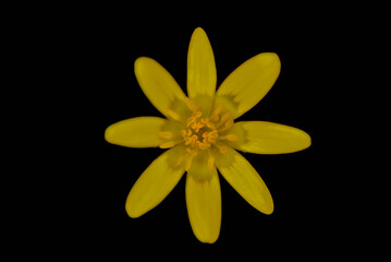 Lesser celandine flower