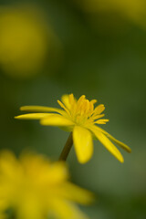 Lesser celandine flower