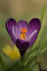 Purple crocus close up