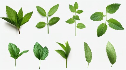 Collection of Fresh Mint Leaves Cut Out - 8K Resolution

