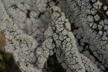 White slime mould