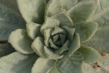 Great mullein basal rosette