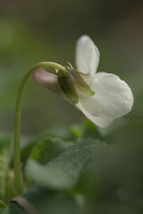 Sweet violet white form