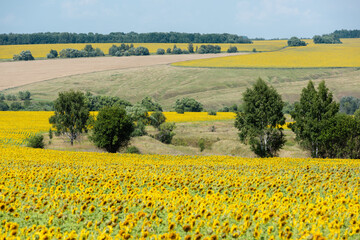 Fields of sunflowers, rural landscape