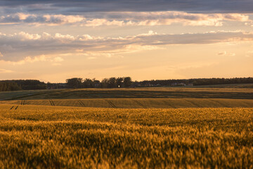 Wheat field at sunset - 758170825