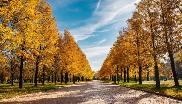 autumn season landscape in park view of yellow trees alley background