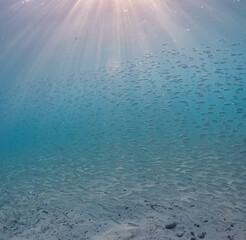 Snorkelling off the Caribbean Island of Curacao 