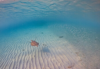 swimming with turtles and fish at sunset on curacao Caribbean island