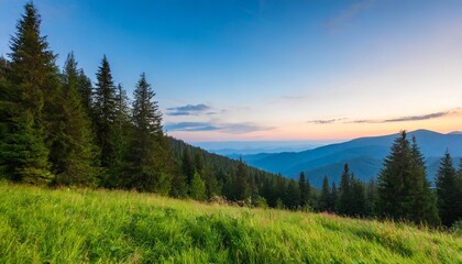Naklejka na ściany i meble summer evening on the edge of a coniferous forest in the mountains serene green landscape in the carpathian mountains