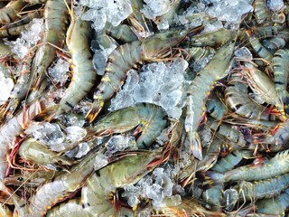 Heap of fresh big tiger prawn paeneus monodon shrimp with ice ready for sale HD