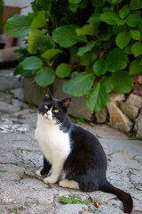 Lovely black and white stray cat in the city of Kastav, Kvarner Bay, Primorje -Gorski Kotar, Croatia