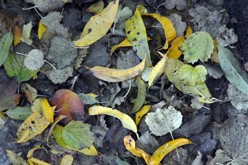It was autumn, the green yellow fallen leaves fell from the trees to the ground. Calm background of dry leaves of fruit trees.