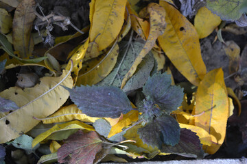 It was autumn, the green yellow fallen leaves fell from the trees to the ground. Calm background of dry leaves of fruit trees.