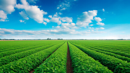 green tea field with blue sky