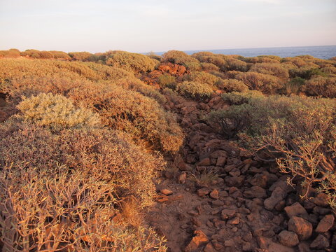 Arico (Tenerife, Canary Islands, Spain)