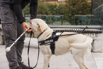 Young Labrador in a training session for guide dogs, with an instructor holding a white cane. Assistance animal concept.