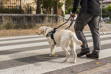 Visually impaired man walking and crossing the street with a help of his trained guide dog. Visual...