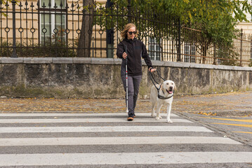 Blind woman and her guide dog walking along a sidewalk and crossing a street on the zebra crossing. Concepts of visual disability and city living.